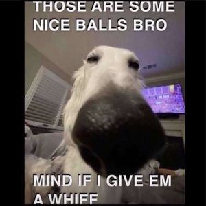 Meet your Posher, Dennis